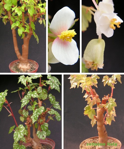 Begonia Dregei