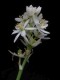perex--o.-conicum.jpg