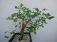 perex--c.-schimperi.jpg