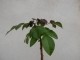 perex--j.-gossypifolia.jpg