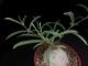 perex--r.-velutina.jpg