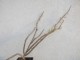 perex--p.-namaquensis.jpg