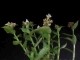 perex--tradescantia.jpg