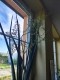 perex--sansevieria.jpg